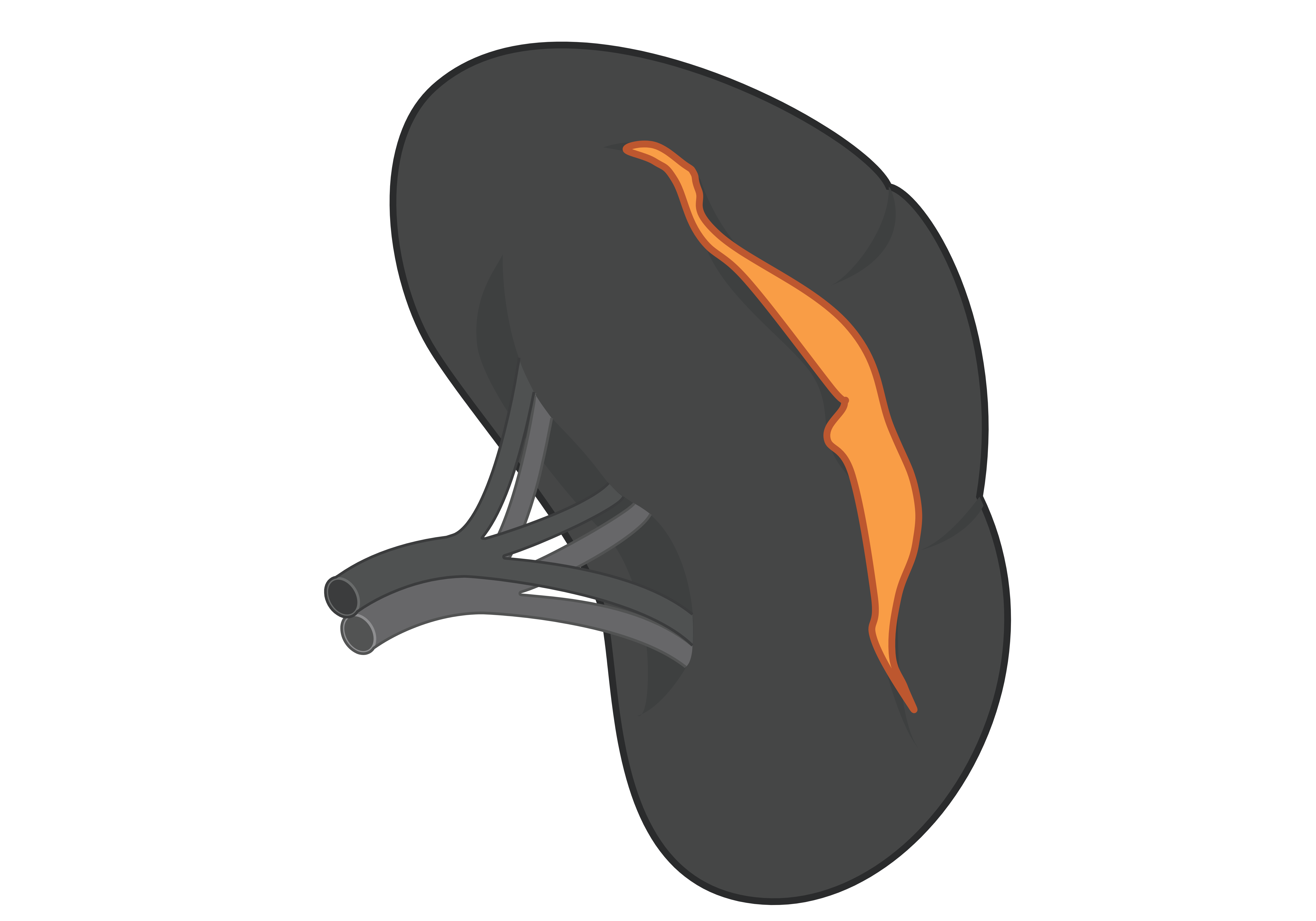 Malaria immune development in spleen germinal centres in human infection (Snow Medical funded)